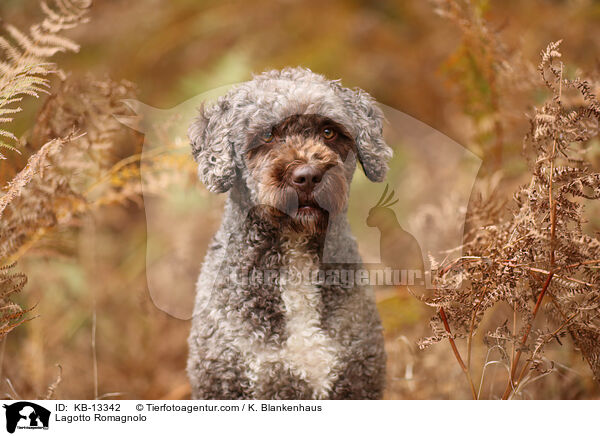 Lagotto Romagnolo / Lagotto Romagnolo / KB-13342