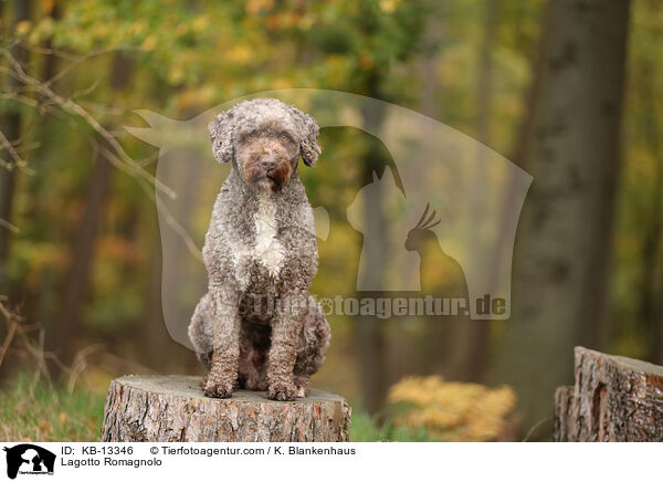 Lagotto Romagnolo / KB-13346