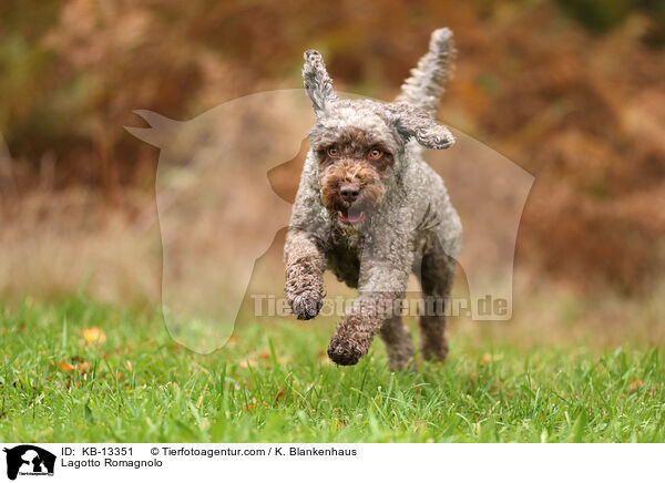 Lagotto Romagnolo / KB-13351