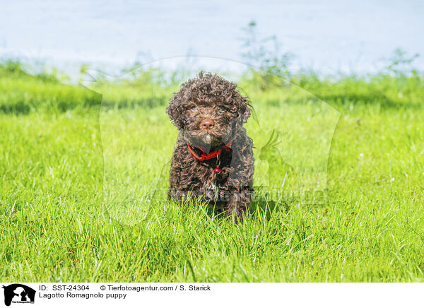 Lagotto Romagnolo Welpe / Lagotto Romagnolo puppy / SST-24304