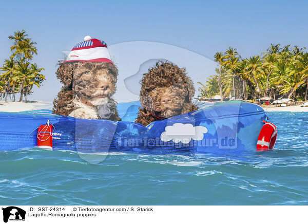 Lagotto Romagnolo Welpen / Lagotto Romagnolo puppies / SST-24314