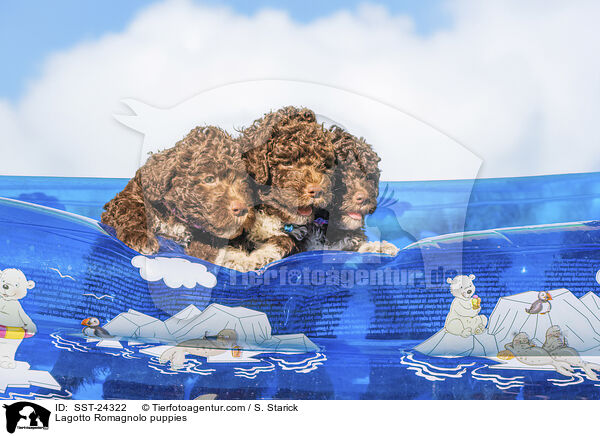 Lagotto Romagnolo Welpen / Lagotto Romagnolo puppies / SST-24322