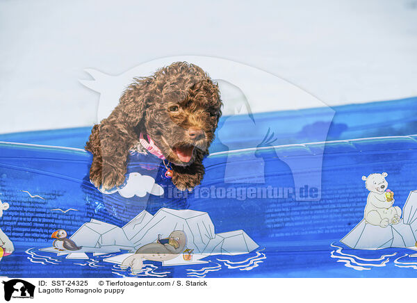 Lagotto Romagnolo Welpe / Lagotto Romagnolo puppy / SST-24325