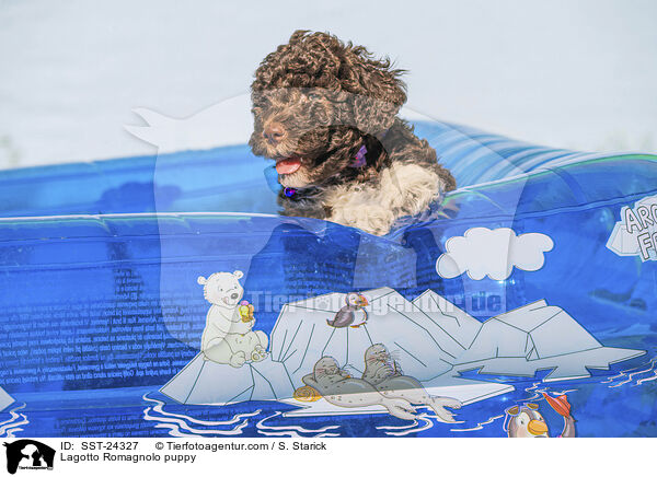 Lagotto Romagnolo Welpe / Lagotto Romagnolo puppy / SST-24327
