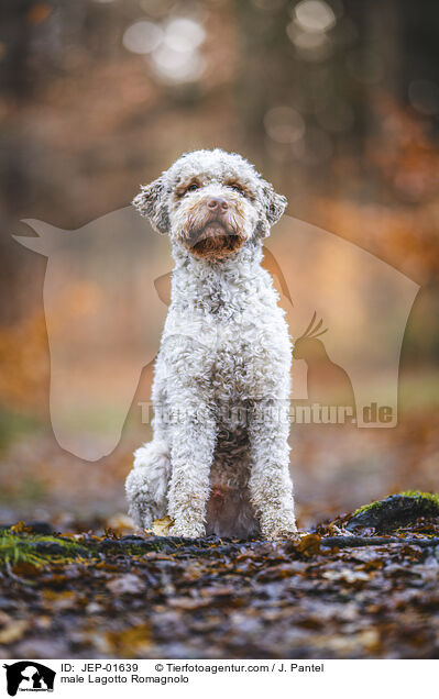 Lagotto Romagnolo Rde / male Lagotto Romagnolo / JEP-01639