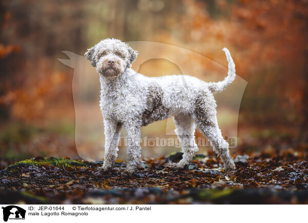 Lagotto Romagnolo Rde / male Lagotto Romagnolo / JEP-01644
