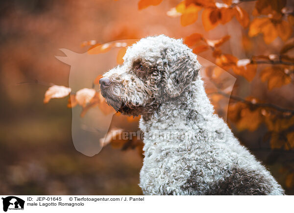 Lagotto Romagnolo Rde / male Lagotto Romagnolo / JEP-01645