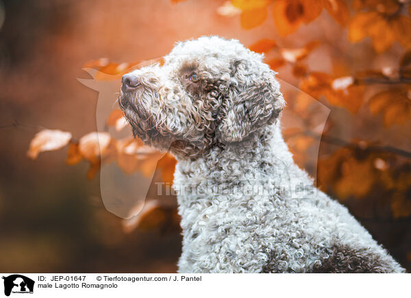 Lagotto Romagnolo Rde / male Lagotto Romagnolo / JEP-01647