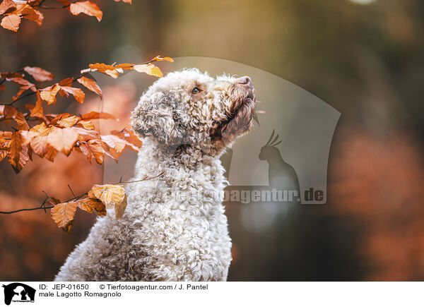 Lagotto Romagnolo Rde / male Lagotto Romagnolo / JEP-01650