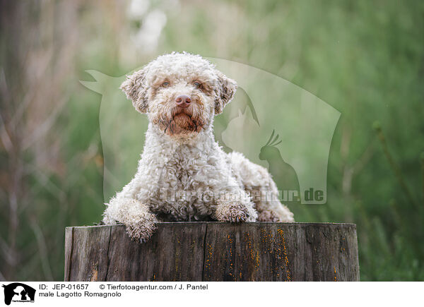 Lagotto Romagnolo Rde / male Lagotto Romagnolo / JEP-01657