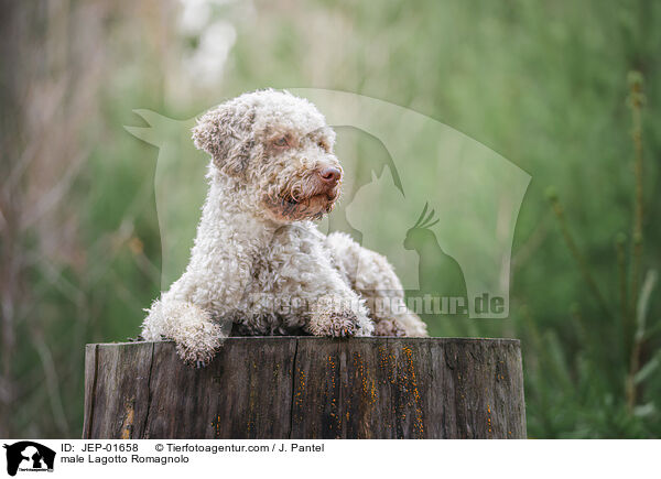 Lagotto Romagnolo Rde / male Lagotto Romagnolo / JEP-01658