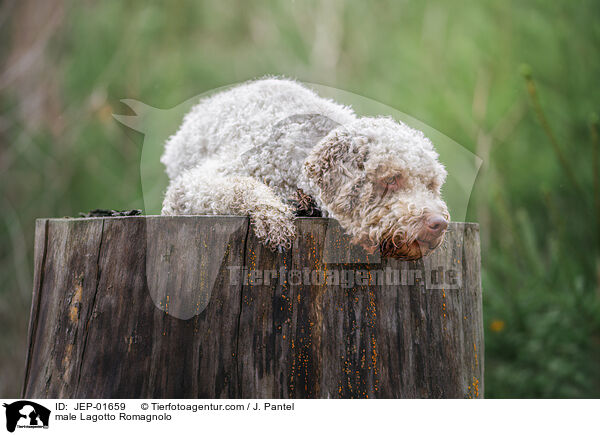 Lagotto Romagnolo Rde / male Lagotto Romagnolo / JEP-01659