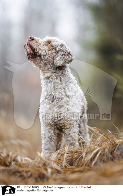 Lagotto Romagnolo Rde / male Lagotto Romagnolo / JEP-01663