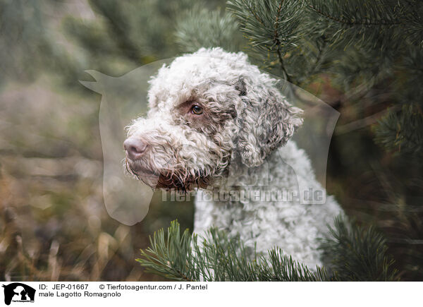Lagotto Romagnolo Rde / male Lagotto Romagnolo / JEP-01667