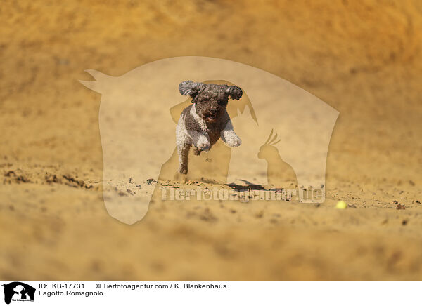 Lagotto Romagnolo / Lagotto Romagnolo / KB-17731
