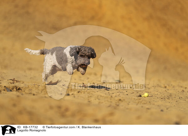 Lagotto Romagnolo / Lagotto Romagnolo / KB-17732