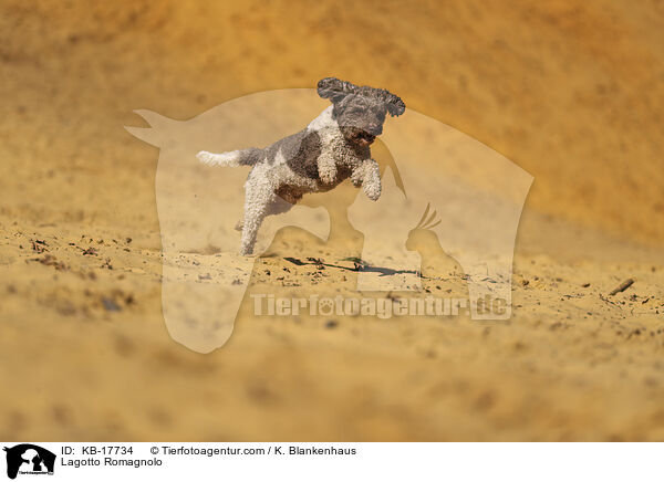 Lagotto Romagnolo / Lagotto Romagnolo / KB-17734