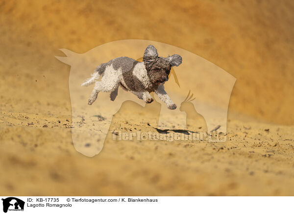 Lagotto Romagnolo / Lagotto Romagnolo / KB-17735