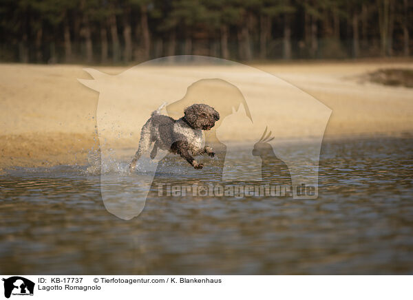 Lagotto Romagnolo / Lagotto Romagnolo / KB-17737