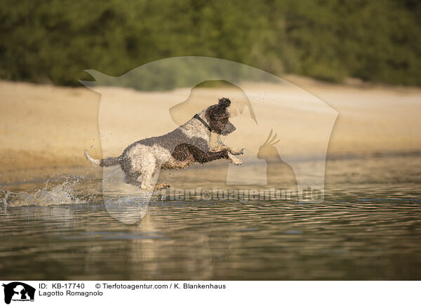 Lagotto Romagnolo / Lagotto Romagnolo / KB-17740