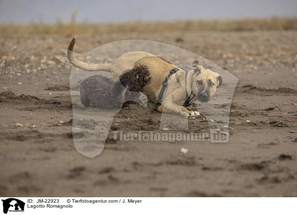 Lagotto Romagnolo / Lagotto Romagnolo / JM-22923