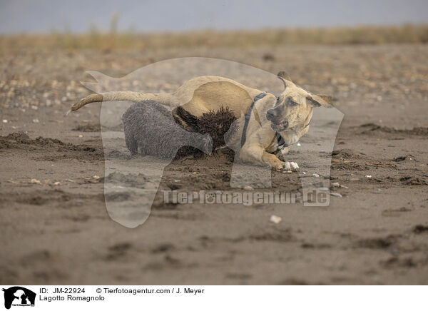 Lagotto Romagnolo / Lagotto Romagnolo / JM-22924