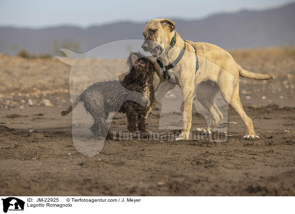 Lagotto Romagnolo / Lagotto Romagnolo / JM-22925