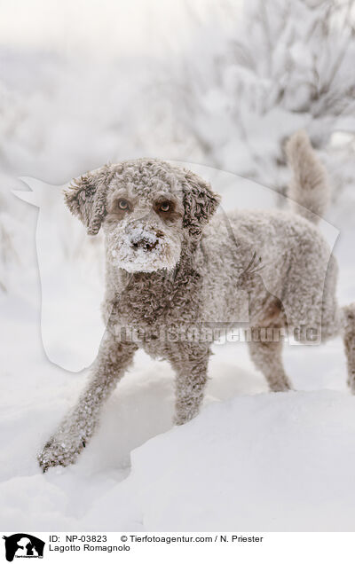 Lagotto Romagnolo / Lagotto Romagnolo / NP-03823