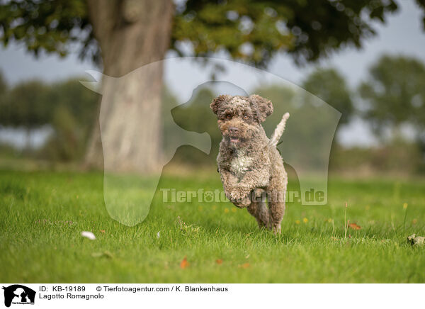 Lagotto Romagnolo / KB-19189