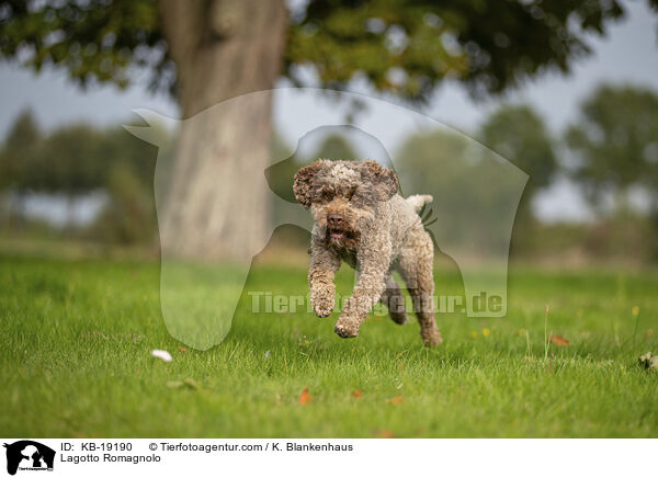 Lagotto Romagnolo / Lagotto Romagnolo / KB-19190