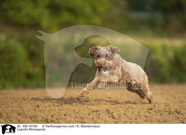 Lagotto Romagnolo / Lagotto Romagnolo / KB-19199
