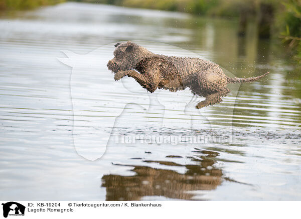 Lagotto Romagnolo / KB-19204