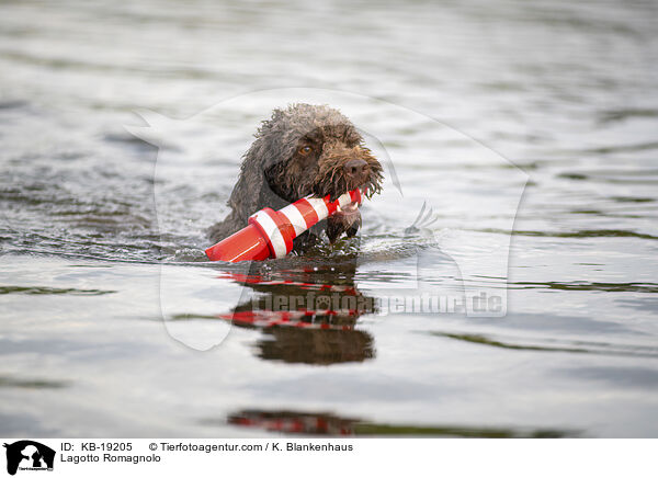 Lagotto Romagnolo / KB-19205