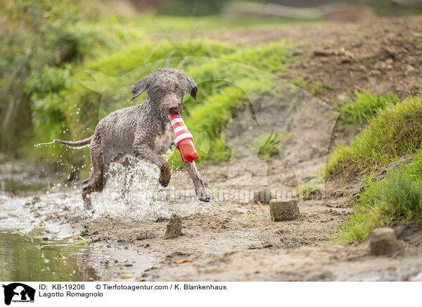 Lagotto Romagnolo / KB-19206