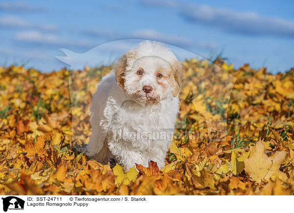 Lagotto Romagnolo Welpe / Lagotto Romagnolo Puppy / SST-24711