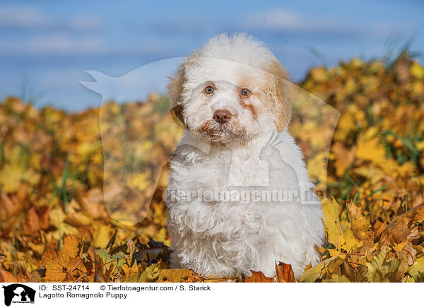 Lagotto Romagnolo Welpe / Lagotto Romagnolo Puppy / SST-24714