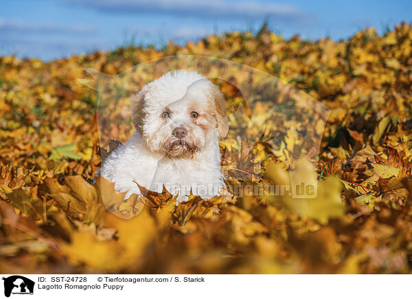 Lagotto Romagnolo Welpe / Lagotto Romagnolo Puppy / SST-24728