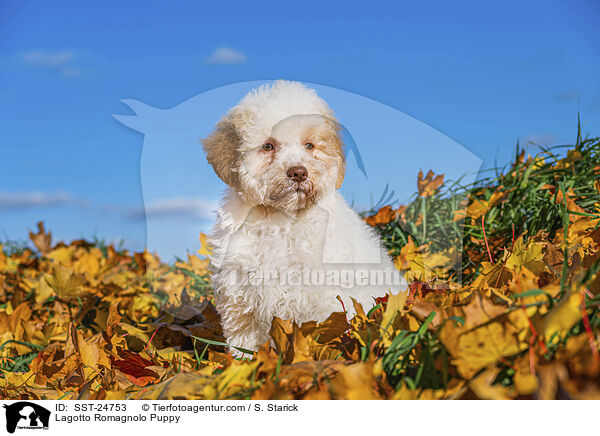 Lagotto Romagnolo Welpe / Lagotto Romagnolo Puppy / SST-24753