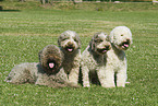 Lagotto Romagnolo