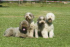 Lagotto Romagnolo