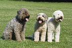 Lagotto Romagnolo