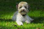 lying Lagotto Romagnolo