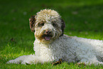 lying Lagotto Romagnolo