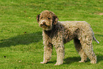 Lagotto Romagnolo