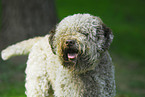 Lagotto Romagnolo