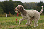 playing Lagotto Romagnolo