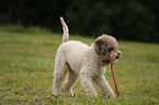 playing Lagotto Romagnolo