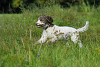 running Lagotto Romagnolo