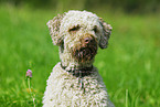 Lagotto Romagnolo Portrait