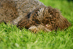 Lagotto Romagnolo Portrait